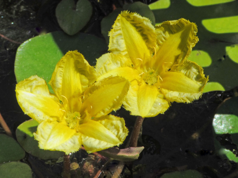 Preview: Nymphoides peltata - gelbe Seekanne